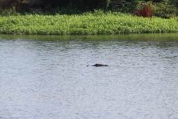 2023 09 16 Patriot Fun Run  1010.JPG